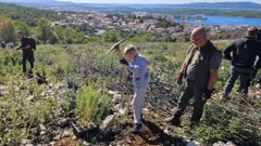 Boranka: akcija pošumljavanja u Šibeniku, Foto: H. Gunjača/HRT