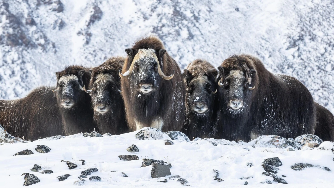 Četvrtak, 11. srpnja na Prvom, Foto:  Planet u preobrazbi/dokumentarna serija