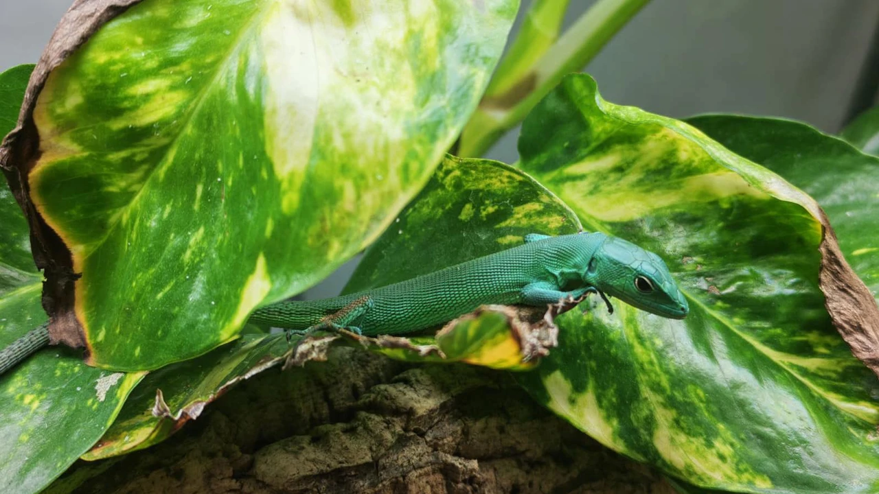 Zelenotrbi gušter, Foto: ZOO Zagreb/ZOO Zagreb