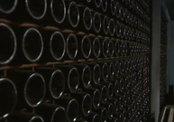 Počela je berba grožđa za pjenušac, Foto: HRT/HTV