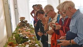 Dani gljiva u Brtonigli, arhiva