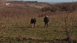 Zvonko i Đuro plantažu su posadili prije pet godina