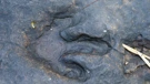 Otisak stopala dinosaura