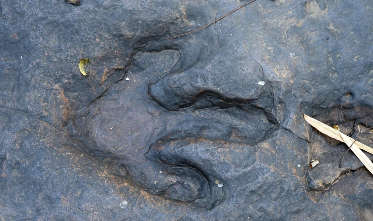 Otisak stopala dinosaura