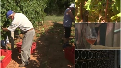 Krenula je berba grožđa za pjenušac
