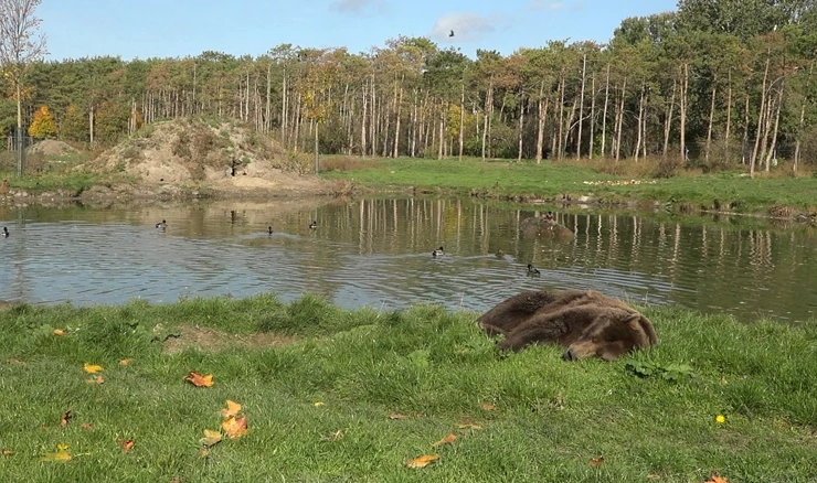 Medvjedi u utočištu Veresegyházi
