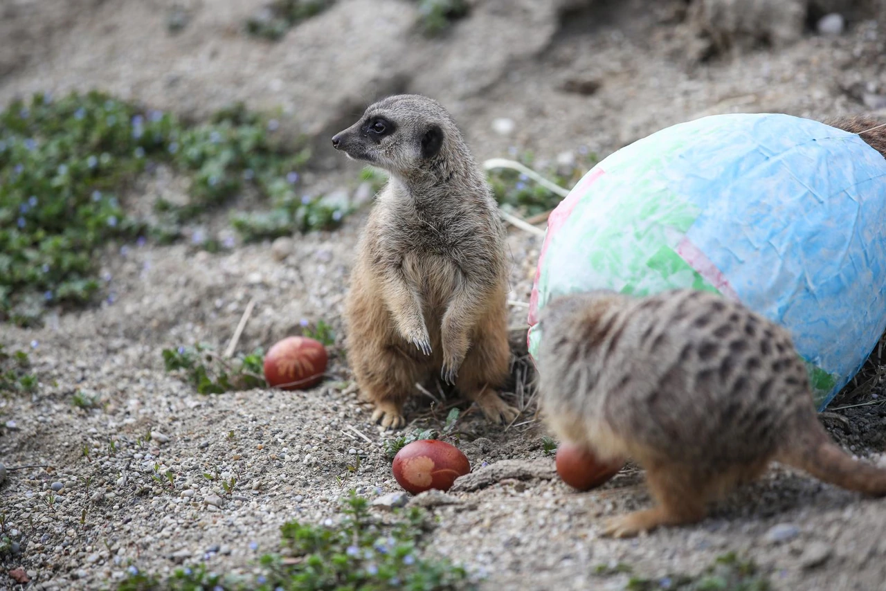 "Zekanje u ZOO", Foto: Slavko Midzor/PIXSELL