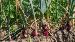 Obitelj Puškarić unatoč suši beru rekordan urod luka u Moslavini