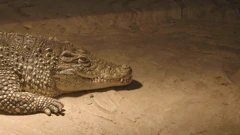 Subota, 7. ožujka na Prvom , Foto: Divlja ZOOna/dokumentarna serija 