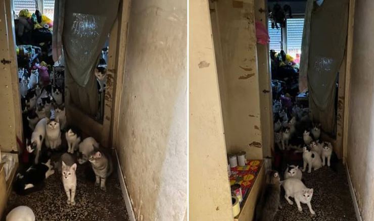 U 47 kvadrata zatečeno gotovo 70 mačaka: Kitten Safe House traži pomoć i udomitelje