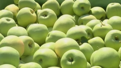 Berba jabuka s puno nepoznanica