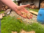 Tuča veličine lješnjaka, Foto: Ivica Grudiček/HTV
