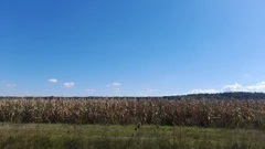 Kukuruz