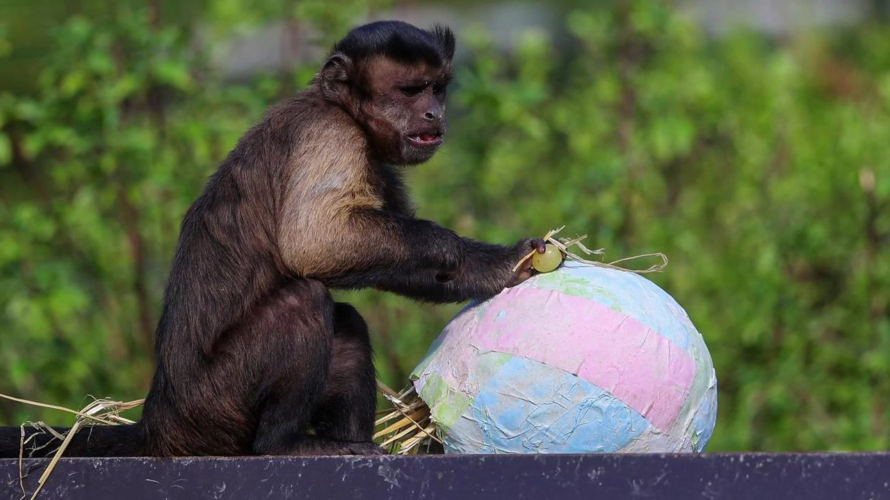 Stanovnicima Zoološkog vrta stigle pisanice , Foto: Sanjin Strukic/PIXSELL