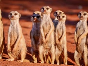 Ponedjeljak, 2. veljače na Drugom , Foto: Čudesna priroda Namibije/dokumentarni film