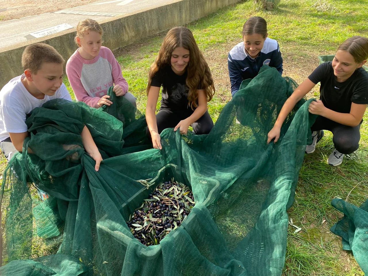 Učenici u berbi u školskom masliniku, Foto: OŠ Bartula Kašića/Radio Zadar