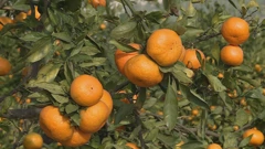 Nikad teža godina za neretvansku mandarinu, pronađeni pesticidi