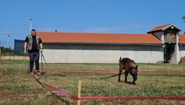 Obuka pasa za razminiranje