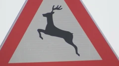 Divljač stvara velike probleme u prometu 