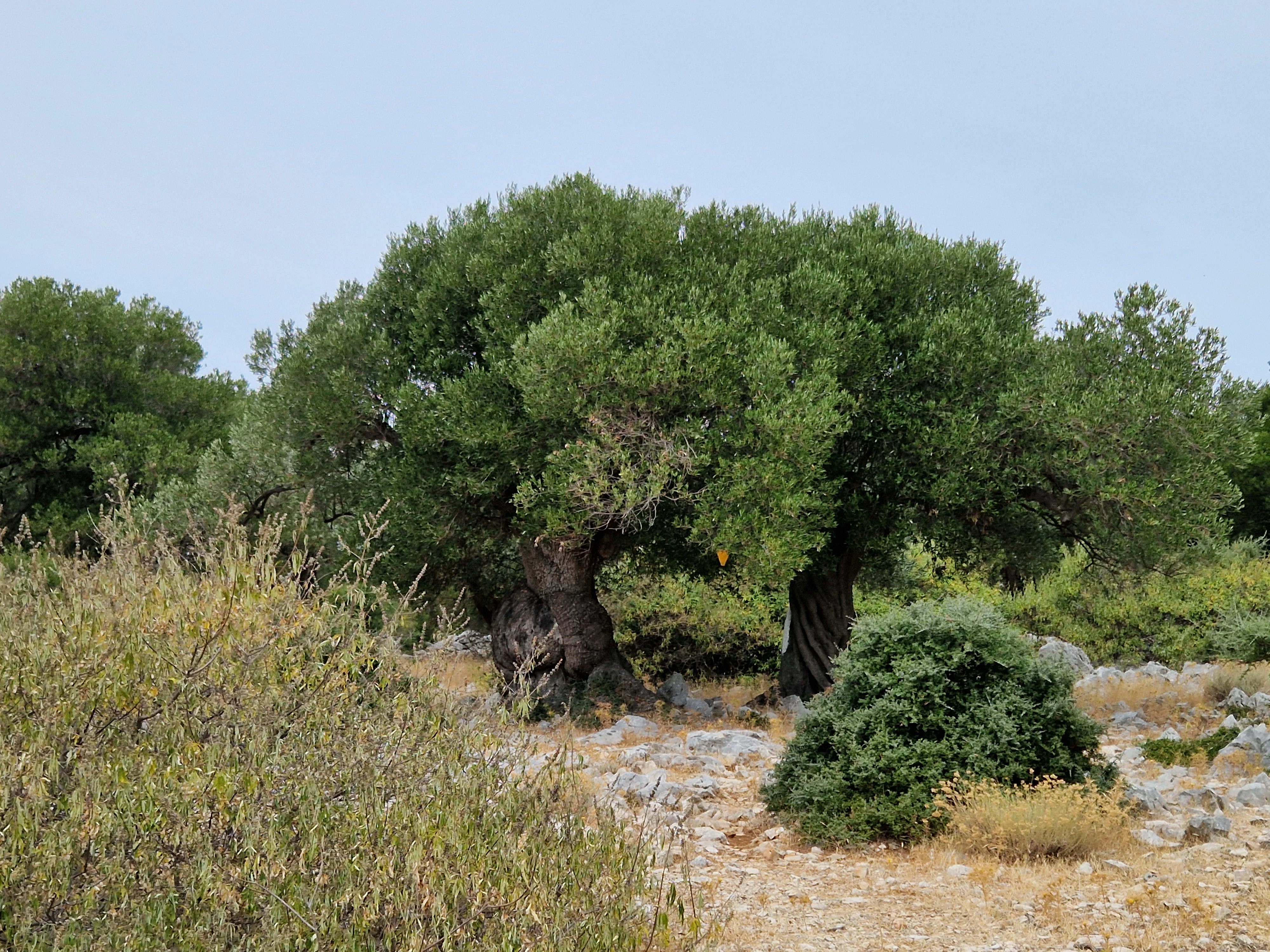Meditacijom do Božića - 17.12.2025.