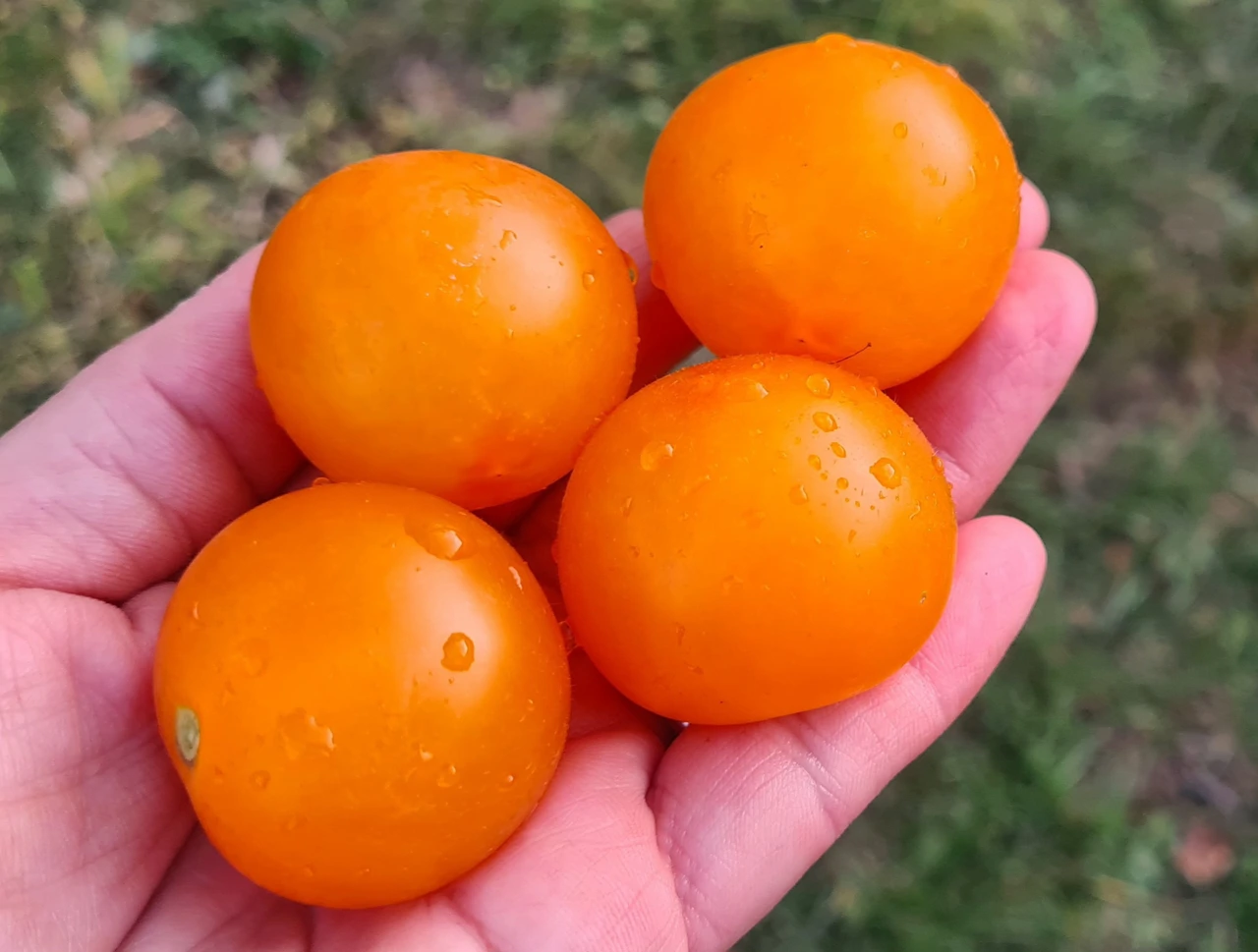Žuta cherry rajčica zdrava i ukusna za toplo ljetno razdoblje