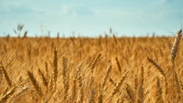 Borlaugove sorte žitarica