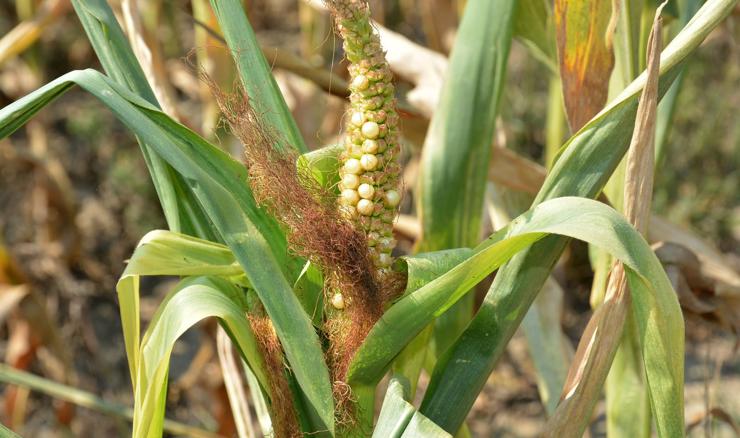 Podravka Agri: Suša utjecala na ratarsku proizvodnju