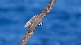 Eleonorin sokol u letu