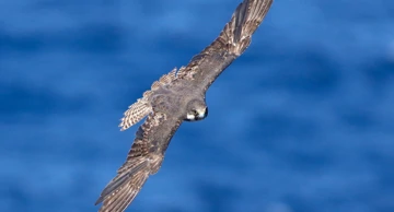 Eleonorin sokol u letu