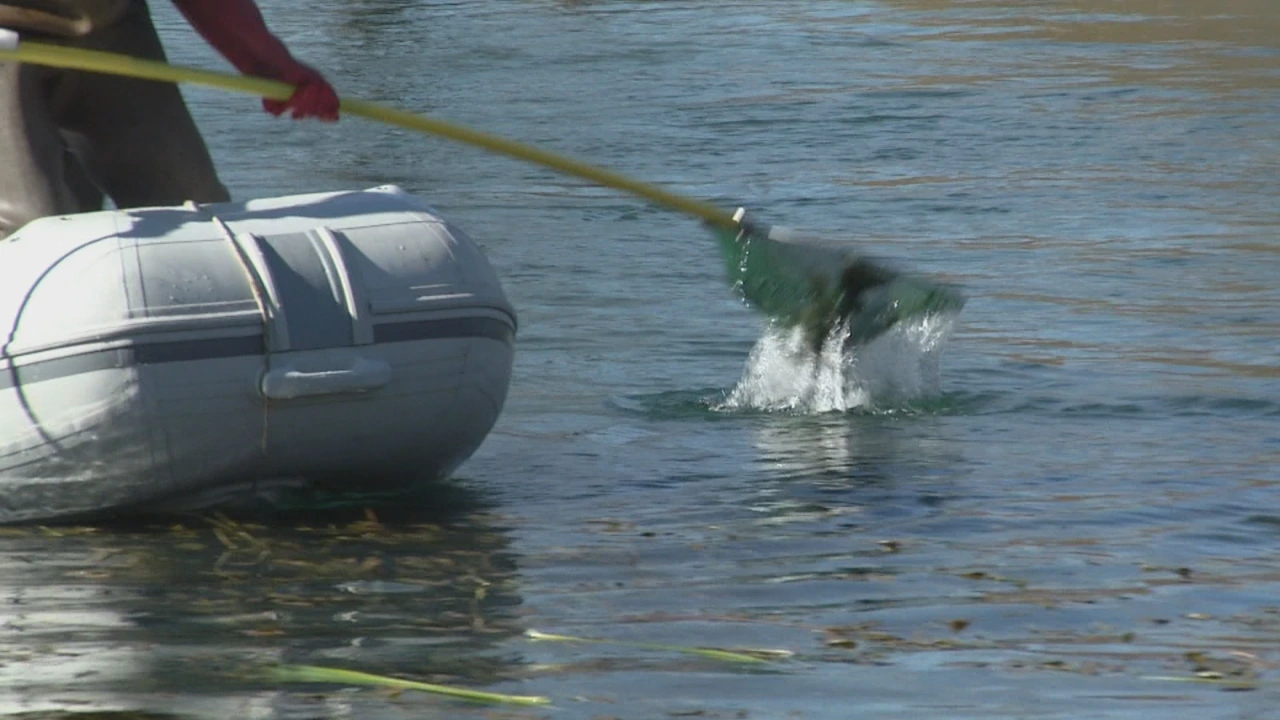 Mekousna pastrva, Foto: Magdalena Šipić/HRT