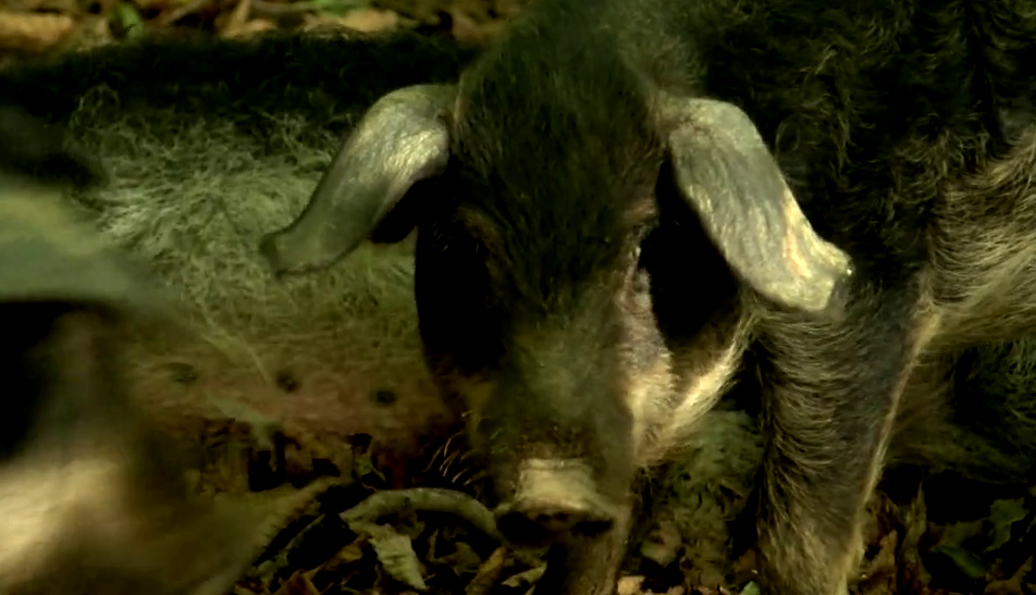 Vraća se mangulica, svinja koja ima ljekovitu mast