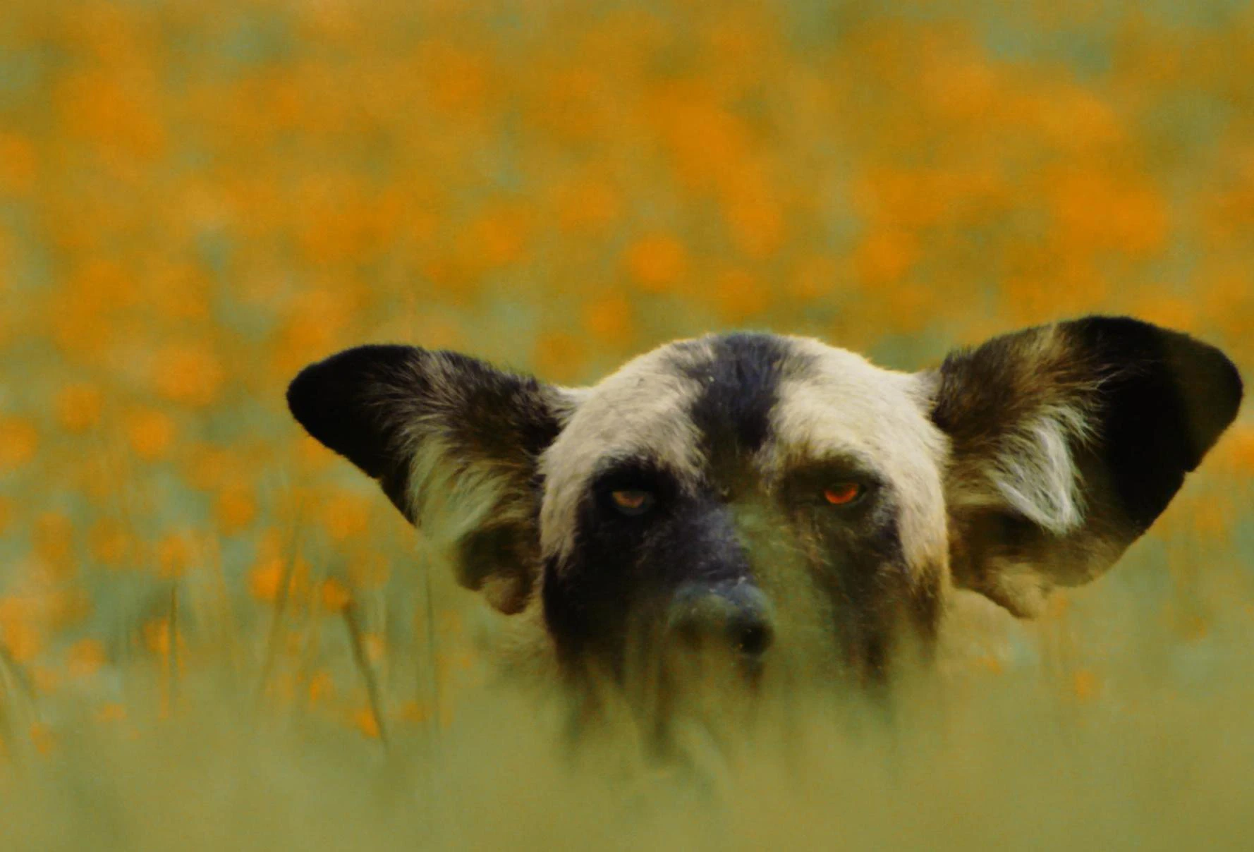 Ponedjeljak, 20. travnja na Drugom