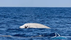  Cuvierov kljunasti kit