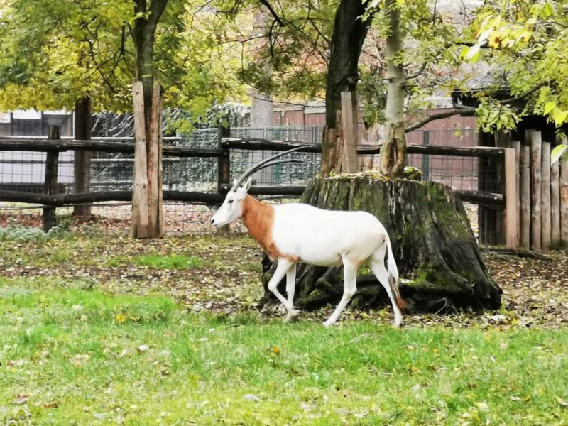 Sabljorogi oriksi, Foto: ZG Zoo/HRT