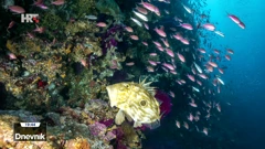 Jedinstveni akvarij na otvorenom: Rt Stupišće kod Komiže na Visu 