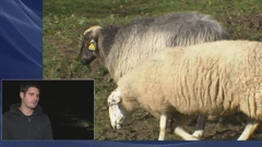 U Brod Moravicama vukovi napali stado ovaca