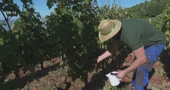Očeva loza, Ivanove ruke: Vino koje piše novu generaciju