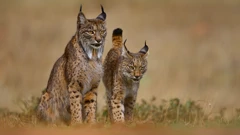 Iberijski ris