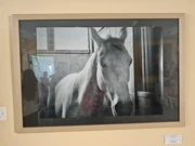 Gizdavo je blago slavonsko...,konji sivci, dorati i vrani!, Foto: Krunoslav Inhof/HRT Radio Osijek