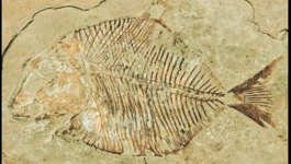 fosilna riba Coelodus gasperini
