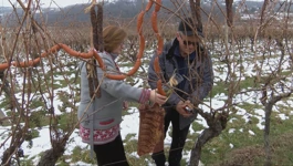 Nova vinogradarska godina