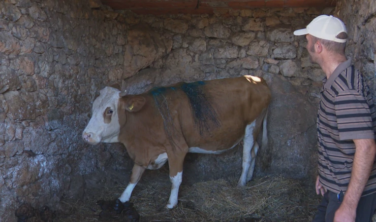 Obitelj Milanko strahuje za stoku i sebe: