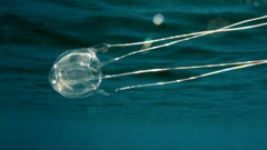 Meduza