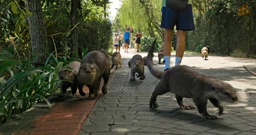Utorak, 27. kolovoza na Prvom , Foto: Sisavci/dokumenarna serija 