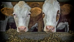 Farma krava
