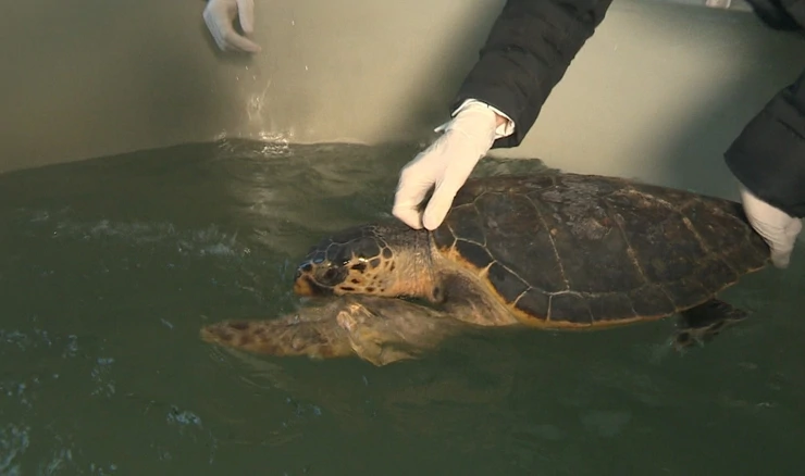 Oporavilište za kornjače