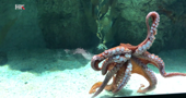 Octopus maya: Inteligentna, snalažljiva, kanibal - i specijalitet na našem tanjuru