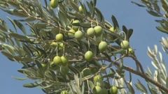 Slabiji urod maslina 