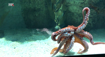 Octopus maya: Inteligentna, snalažljiva, kanibal - i specijalitet na našem tanjuru