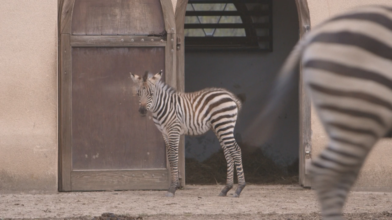 Subota, 21. veljače na Prvom , Foto: Divlja ZOOna/dokumenarna serija